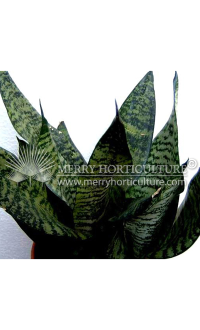 Sansevieria zeylanica